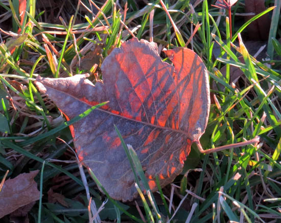 GRASS SHADOWS by Katy Brown
